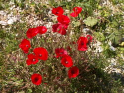 250px-Coquelicots